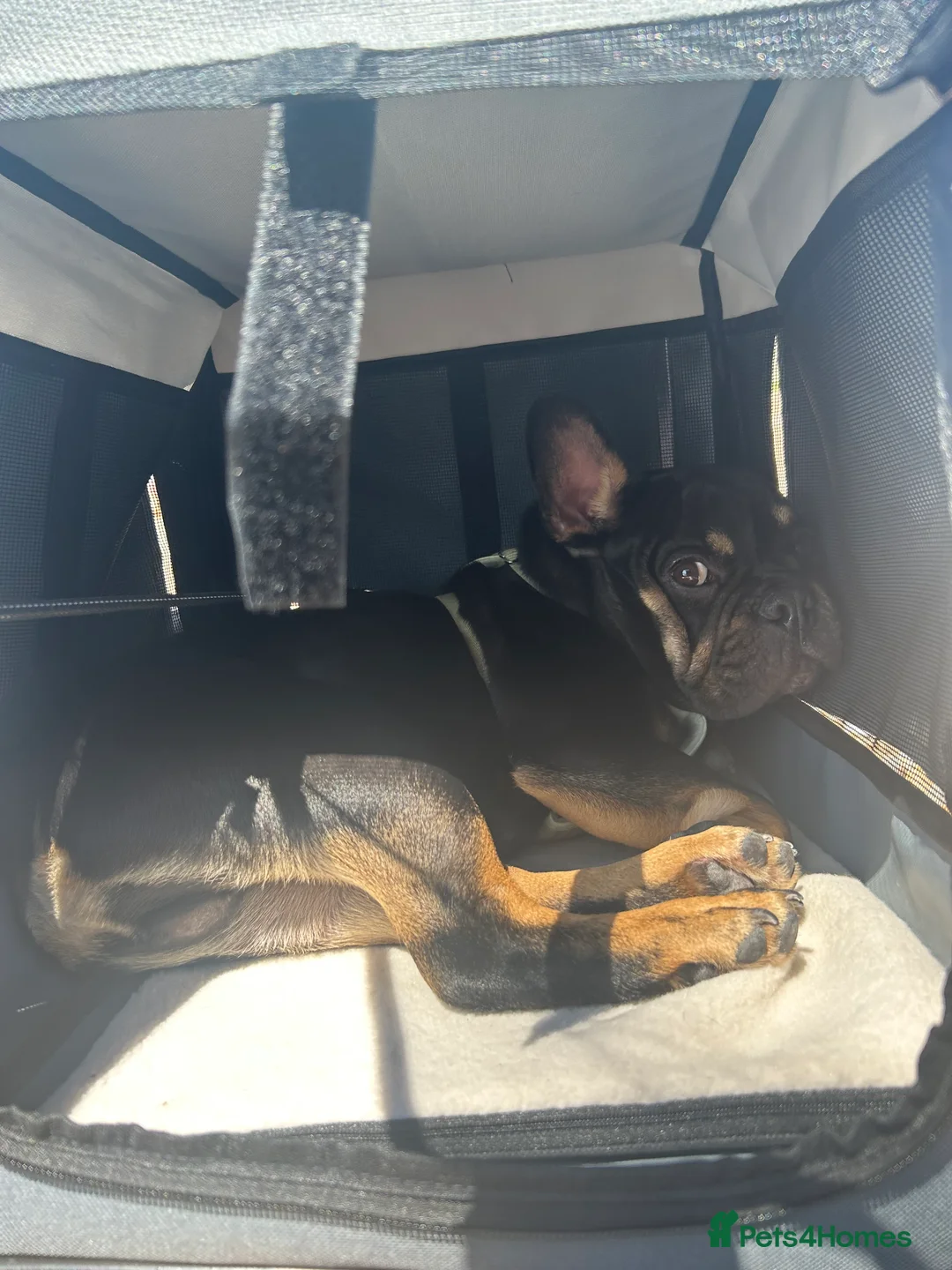 French Bulldog dogs for sale: Black and Tan French Bulldog in Aldershot - Advert 12