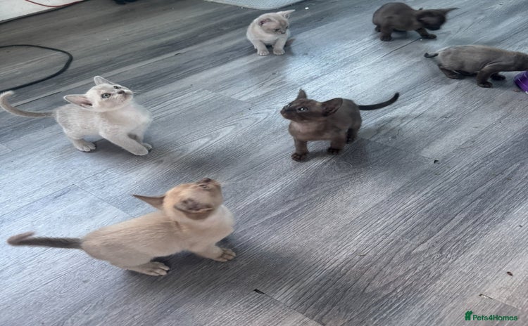 Burmese cats - Advert 1