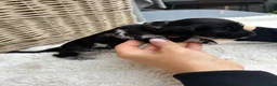 Mixed Breed dogs for sale: Doxiepoo puppies  - Advert 11