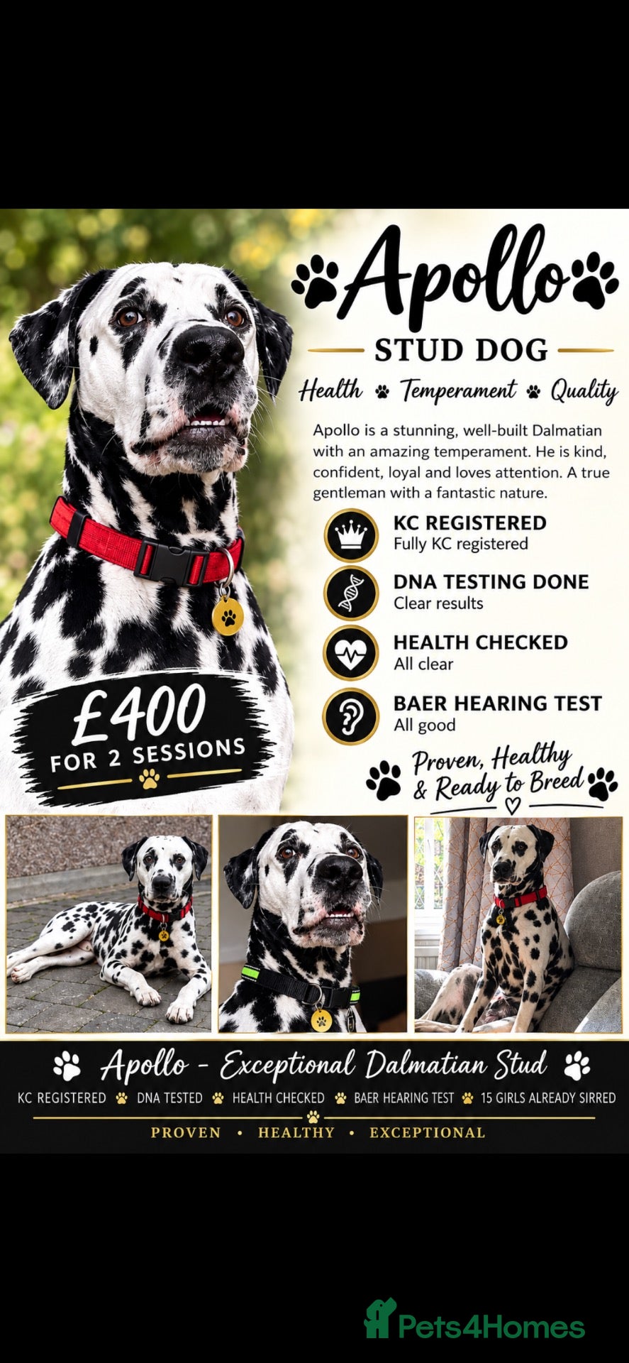 Dalmatian dogs Handsome boy for stud - Advert 18