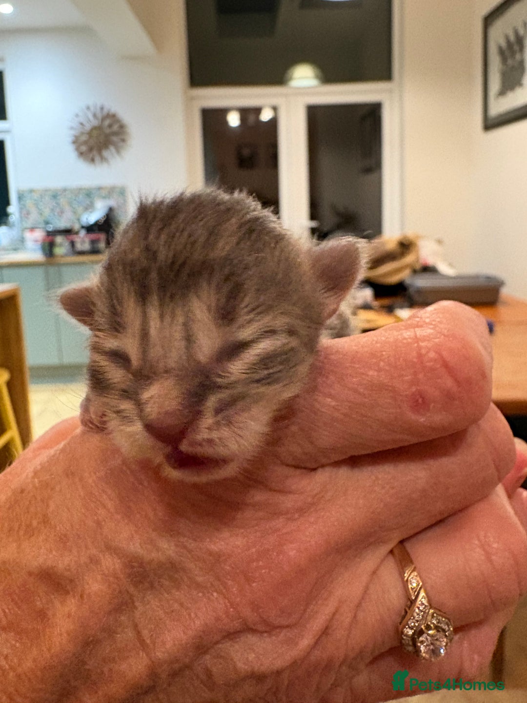 Maine Coon cats for sale: Maine Coon cuties - Advert 19