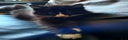 Mixed Breed cats for sale: Kitten Girl  - Advert 2