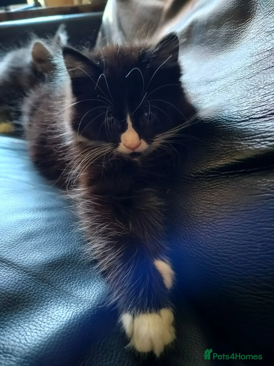 Mixed Breed cats for sale: Kitten Girl  - Advert 2