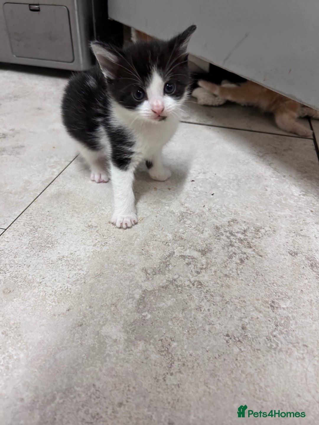 Mixed Breed cats for sale: 5 beautiful kittens  - Advert 3