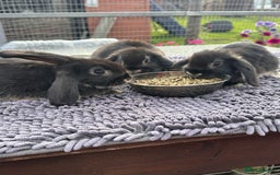 Mini Lop rabbits for sale: Female mini lops  - Image 10
