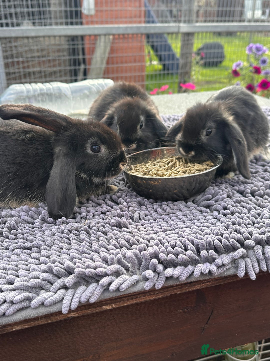Mini Lop rabbits for sale: Female mini lops  - Image 10