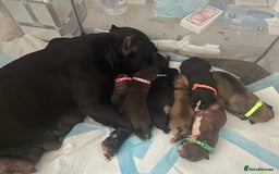 Mixed Breed dogs for sale: Pocket bully cross Chow Chow puppies for sale - Image 5
