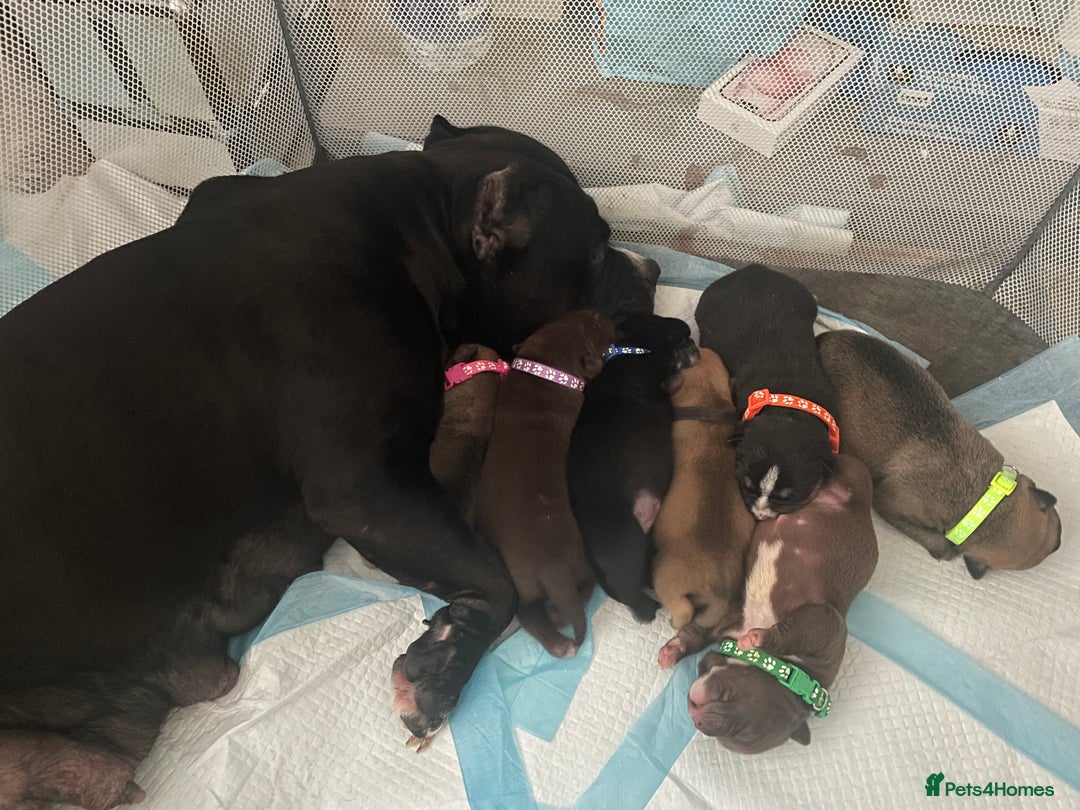 Mixed Breed dogs for sale: Pocket bully cross Chow Chow puppies for sale - Image 5