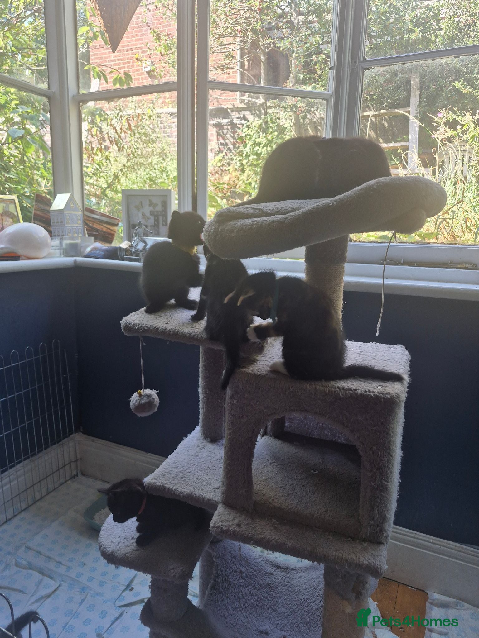 Mixed Breed cats Beautiful kittens - Advert 12