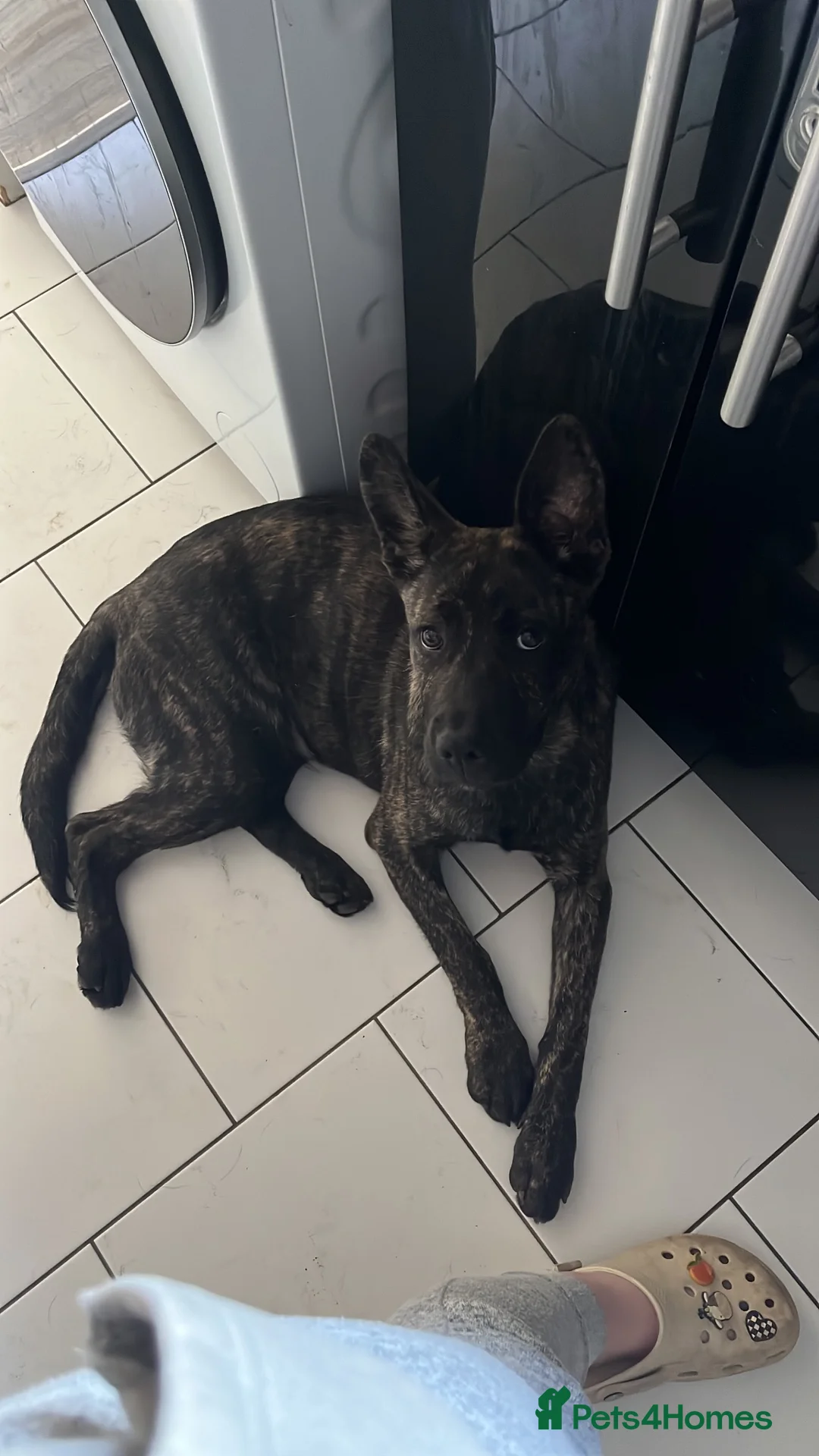 Mixed Breed dogs for sale: Lovely family dog for rehoming  in Chorley - Advert 2