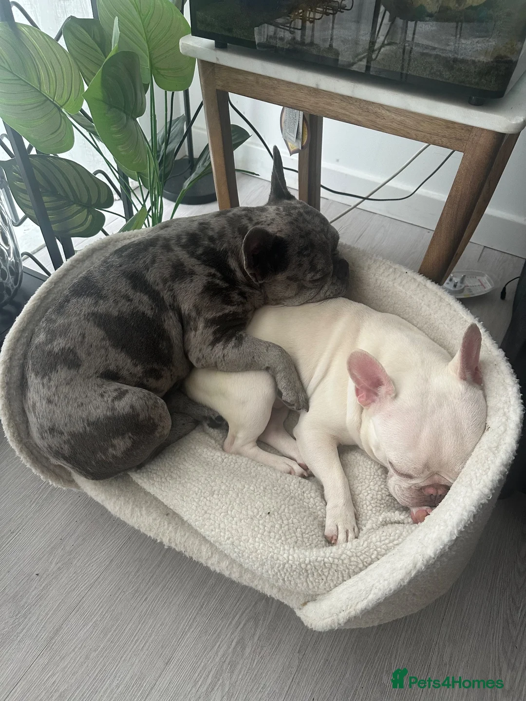 French Bulldog dogs for sale: French bulldog puppies for sale  in Watford - Advert 13