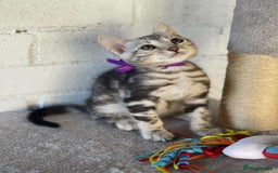 Bengal cats for sale: 🐾 Pedigree tica registered Bengal Kittens - Image 1