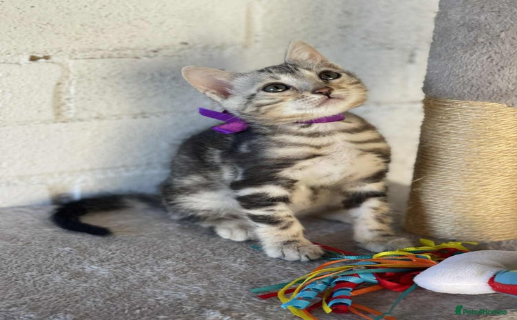 Bengal cats - Advert 10
