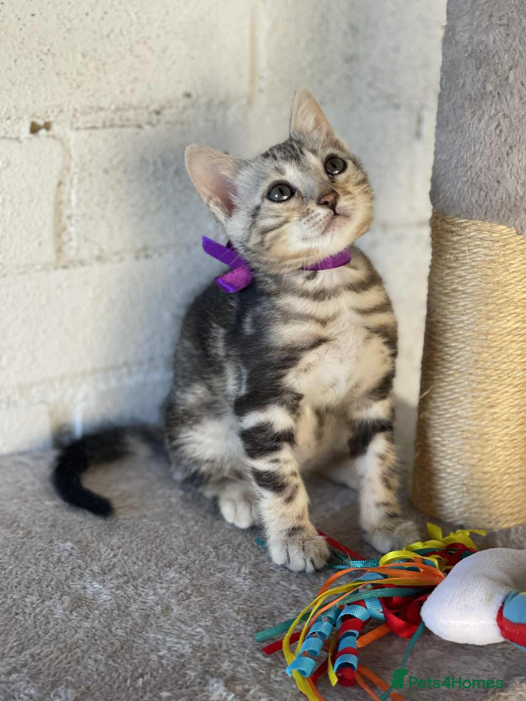 Bengal cats for sale: 🐾 Pedigree tica registered Bengal Kittens - Image 1