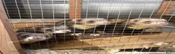 Ferret rodents for sale: 4 male ferrets for rehoming  in Cullompton - Advert 1
