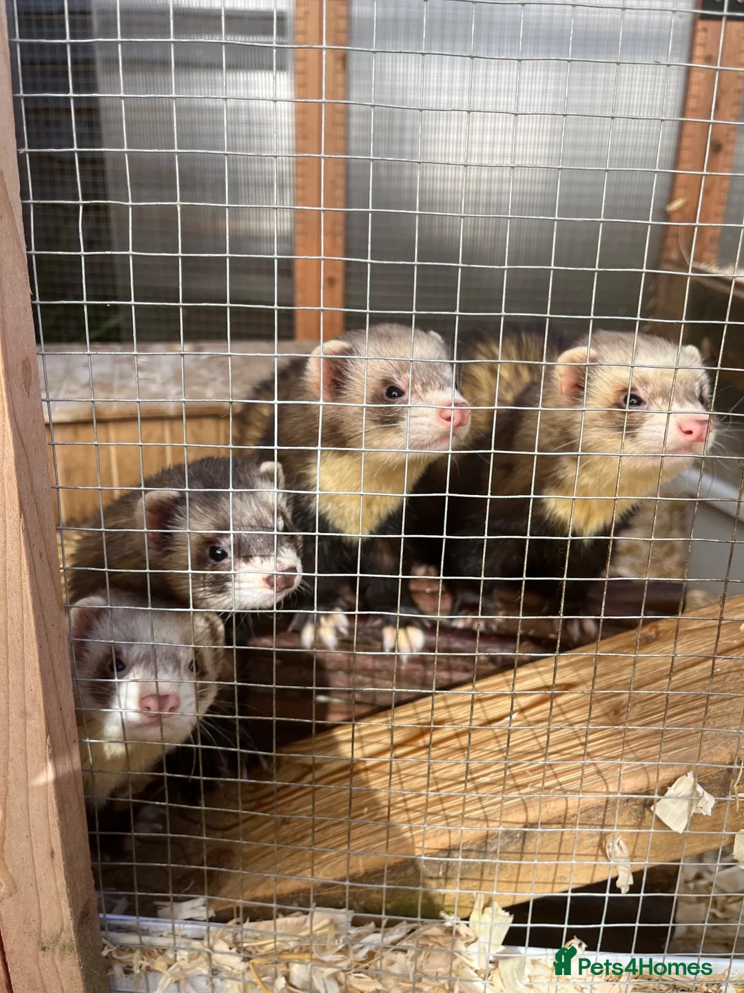 Ferret rodents for sale: 4 male ferrets for rehoming  in Cullompton - Advert 1