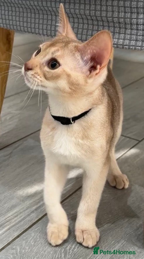 Abyssinian cats for sale: 🐾 Handsome Fawn Silver Aby Boy - ready now  - Advert 1