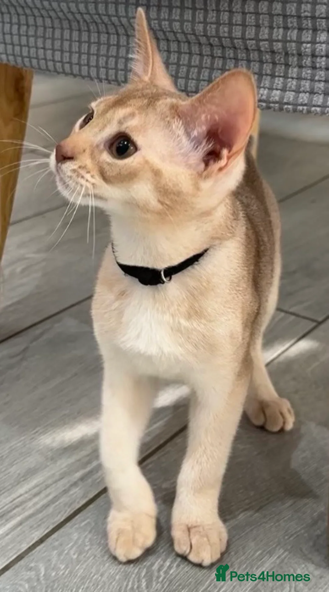 Abyssinian cats for sale: 🐾 Handsome Fawn Silver Aby Boy - ready now  - Advert 1