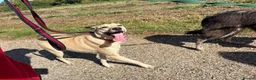 Mixed Breed dogs for adoption: Ivy - Norwich Norfolk  in Norwich - Advert 9