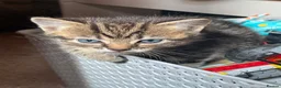 Mixed Breed cats for sale: Part bengal kittens  - Advert 10