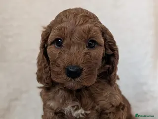 Cockapoo dogs Adorable Cockapoo Puppies - Advert 9