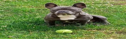 French Bulldog dogs for sale: Blue FrenchBulldog Puppies 3 Generations of Health - Advert 6