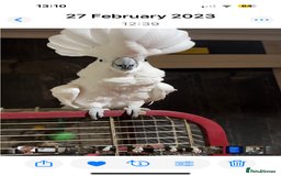 Cockatoo birds for sale: Cockatoo male  - Advert 1