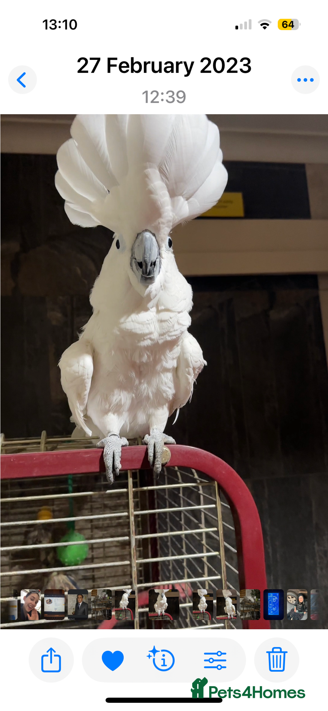 Cockatoo birds for sale: Cockatoo male  - Advert 1