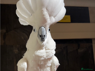 Cockatoo birds for sale: Cockatoo male - Advert 1