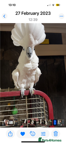 Cockatoo birds Cockatoo male - Advert 1