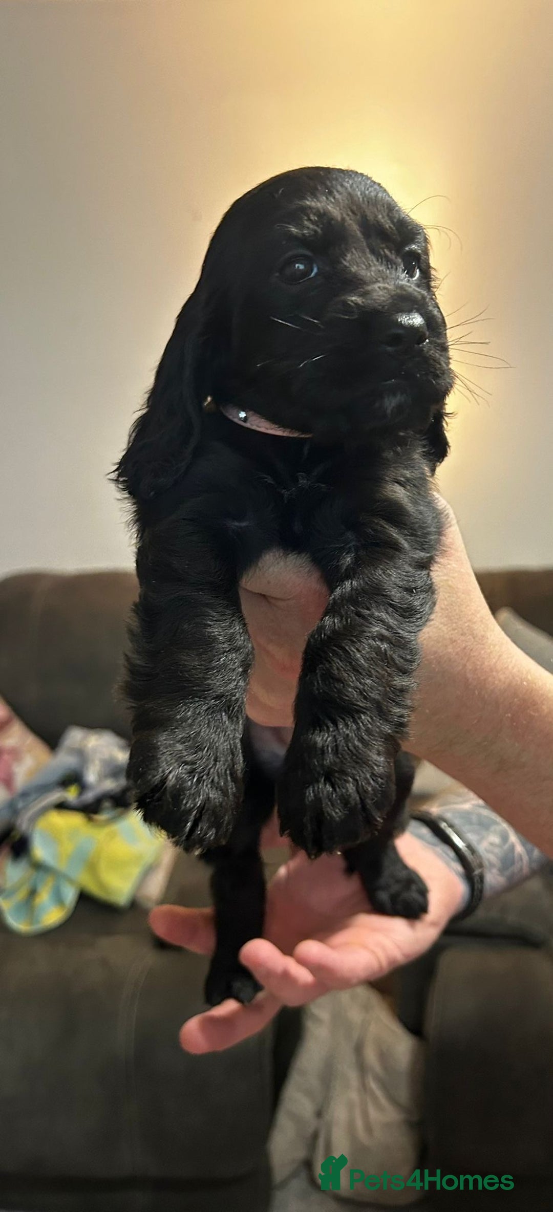 Cocker Spaniel dogs for sale: Cocker spaniels ( show type)  - Advert 11