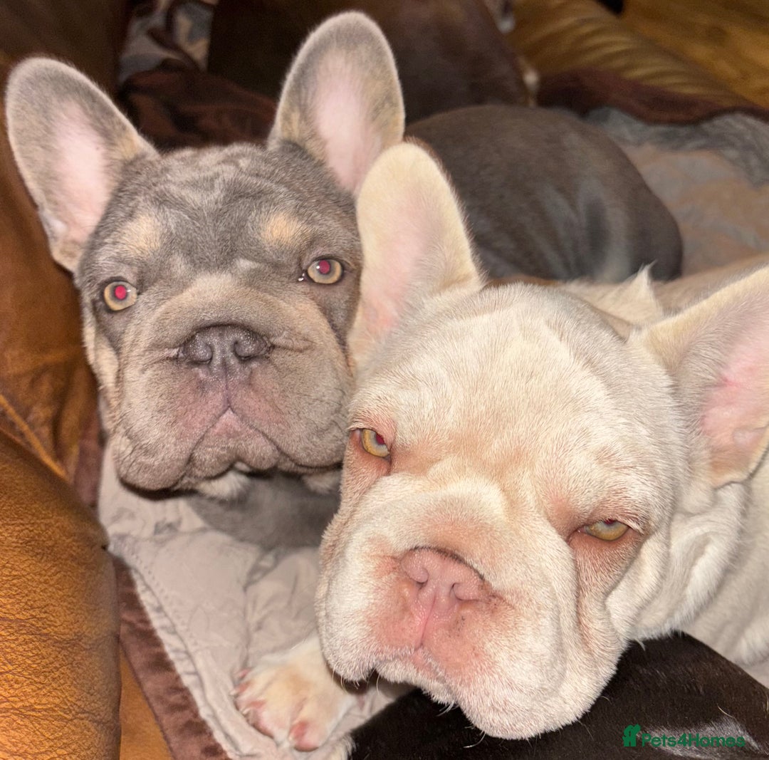 French Bulldog dogs for sale: French Bulldog Puppies, pink and fluffy carriers - Image 20
