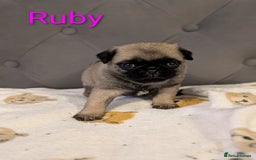 Pug dogs for sale: Pug Puppies - Image 12