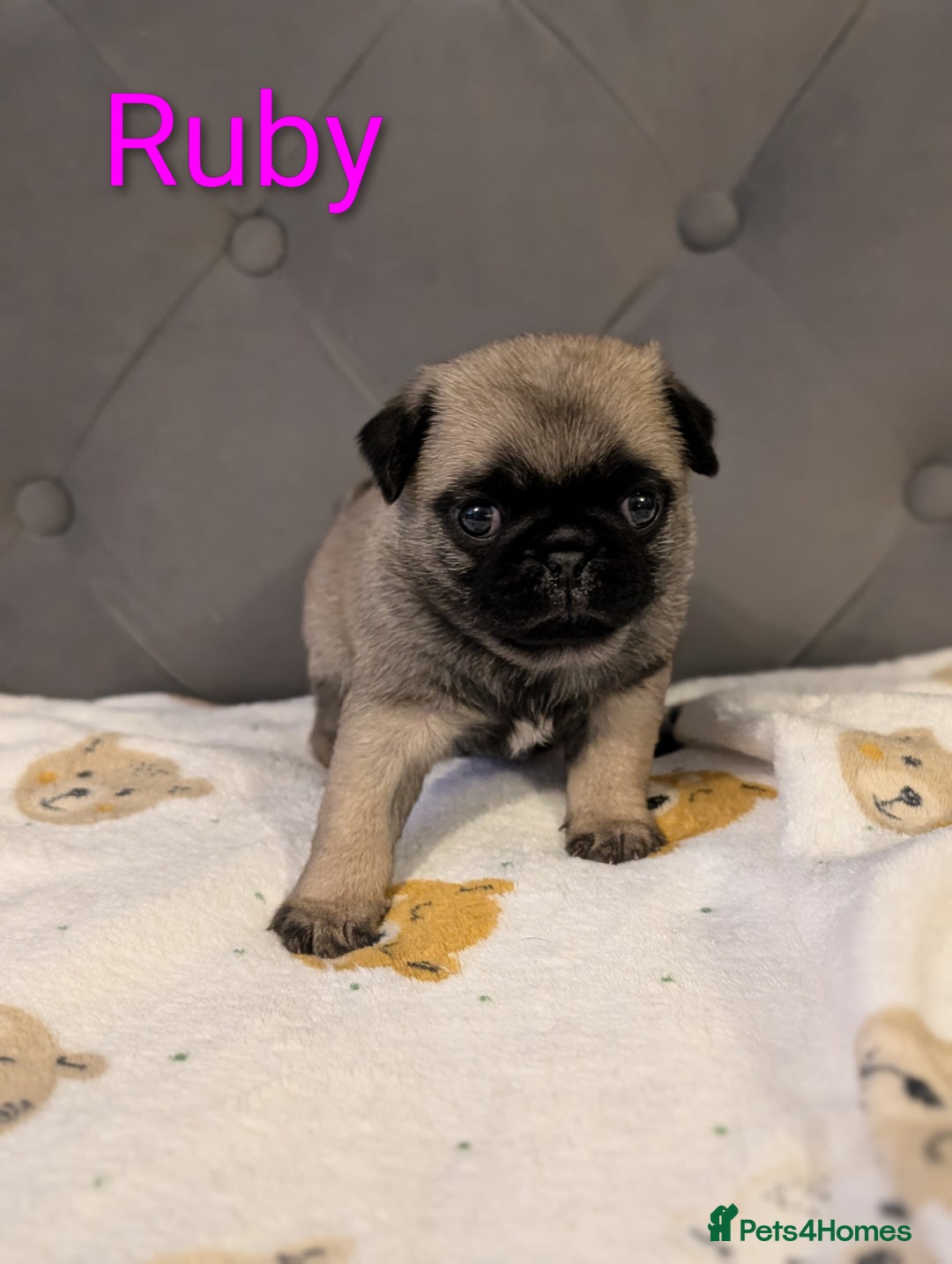 Pug dogs for sale: Pug Puppies - Image 12