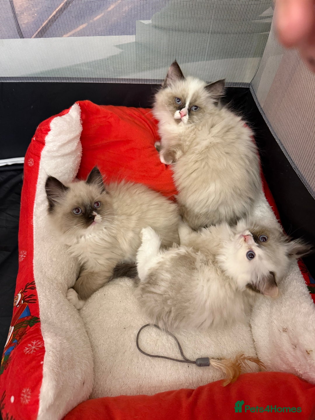 Ragdoll cats for sale: Beautiful Ragdolls kittens  - Advert 4