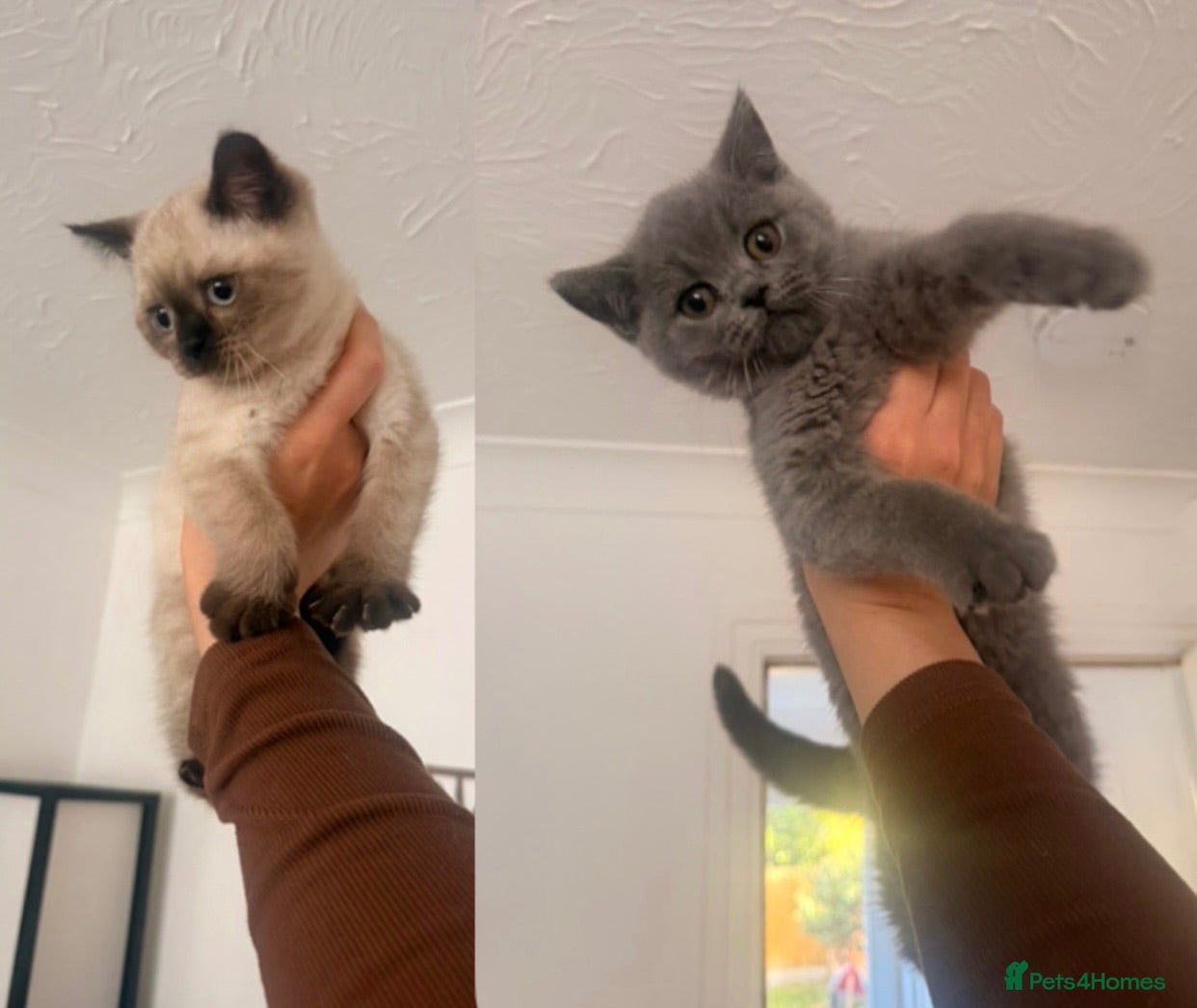 British Shorthair cats BRITISH SHORTHAIRxSCOTTISH FOLD blue,white Siamese - Advert 1