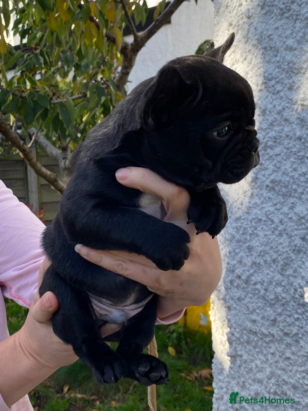 French Bulldog dogs for sale: KC reg pure French Bulldog puppies - Image 15