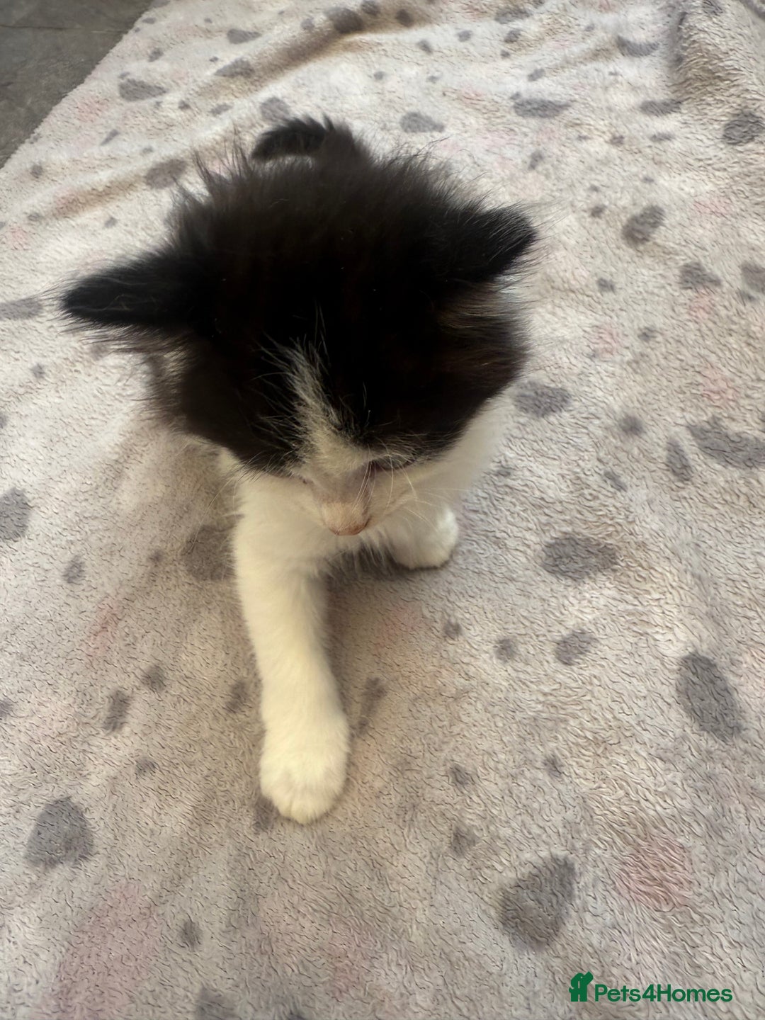 Mixed Breed cats for sale: very friendly kittens looking for a new home - Image 17