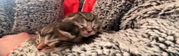 Maine Coon cats for sale: Adorable 7 Week Old Kittens – Ready Soon 🐾 - Advert 9