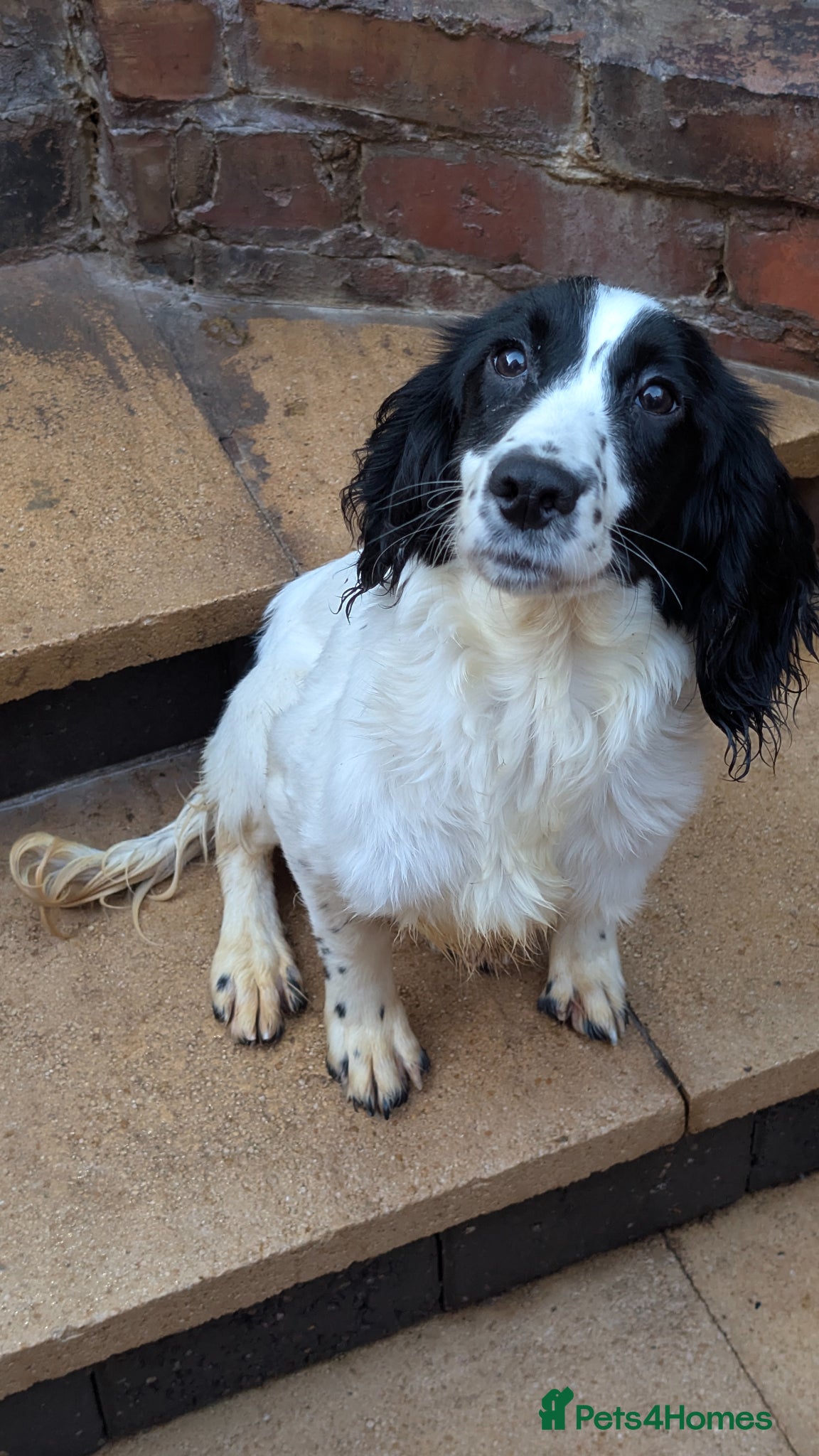 English Springer Spaniel dogs 6 month old Black and White springer Pup - Advert 5