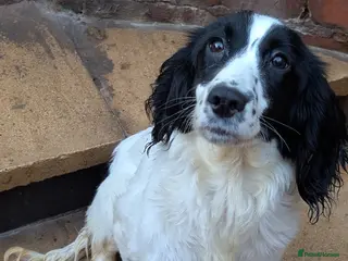 English Springer Spaniel dogs 6 month old Black and White springer Pup - Advert 5