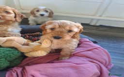 Cockapoo dogs for sale: Cockapoo puppies - Image 7