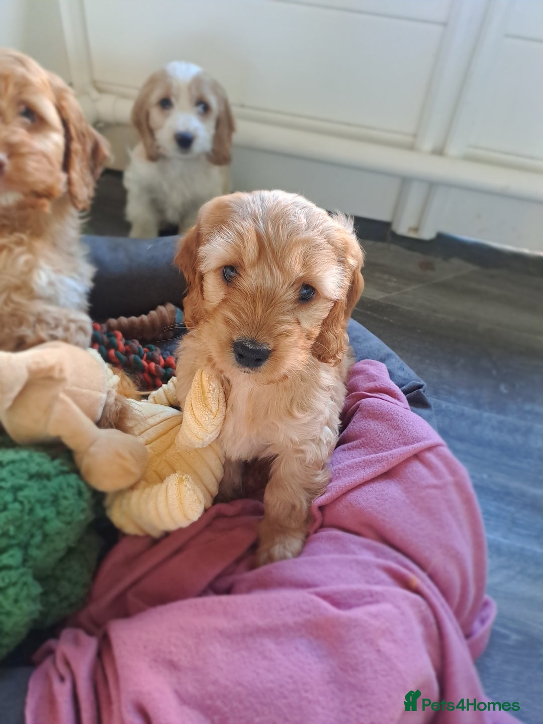 Cockapoo dogs for sale: Cockapoo puppies - Image 7