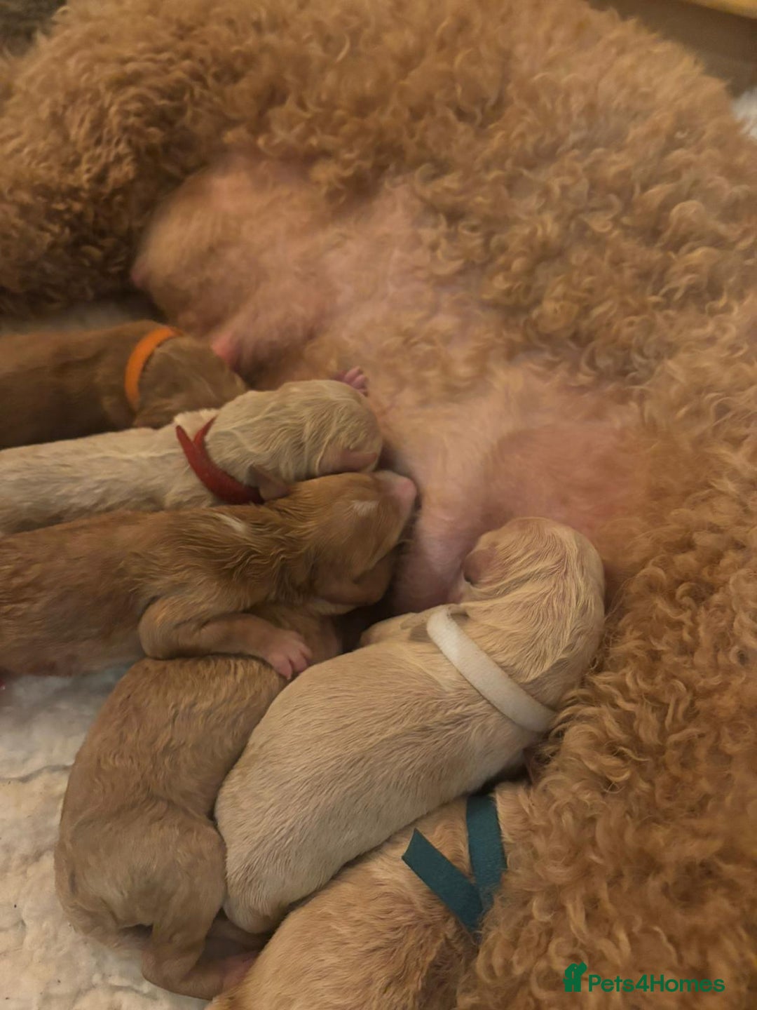 Goldendoodle dogs for sale: Beautiful F1B Goldendoodle Puppies – Ready Soon - Image 13