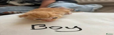 Boy 1
