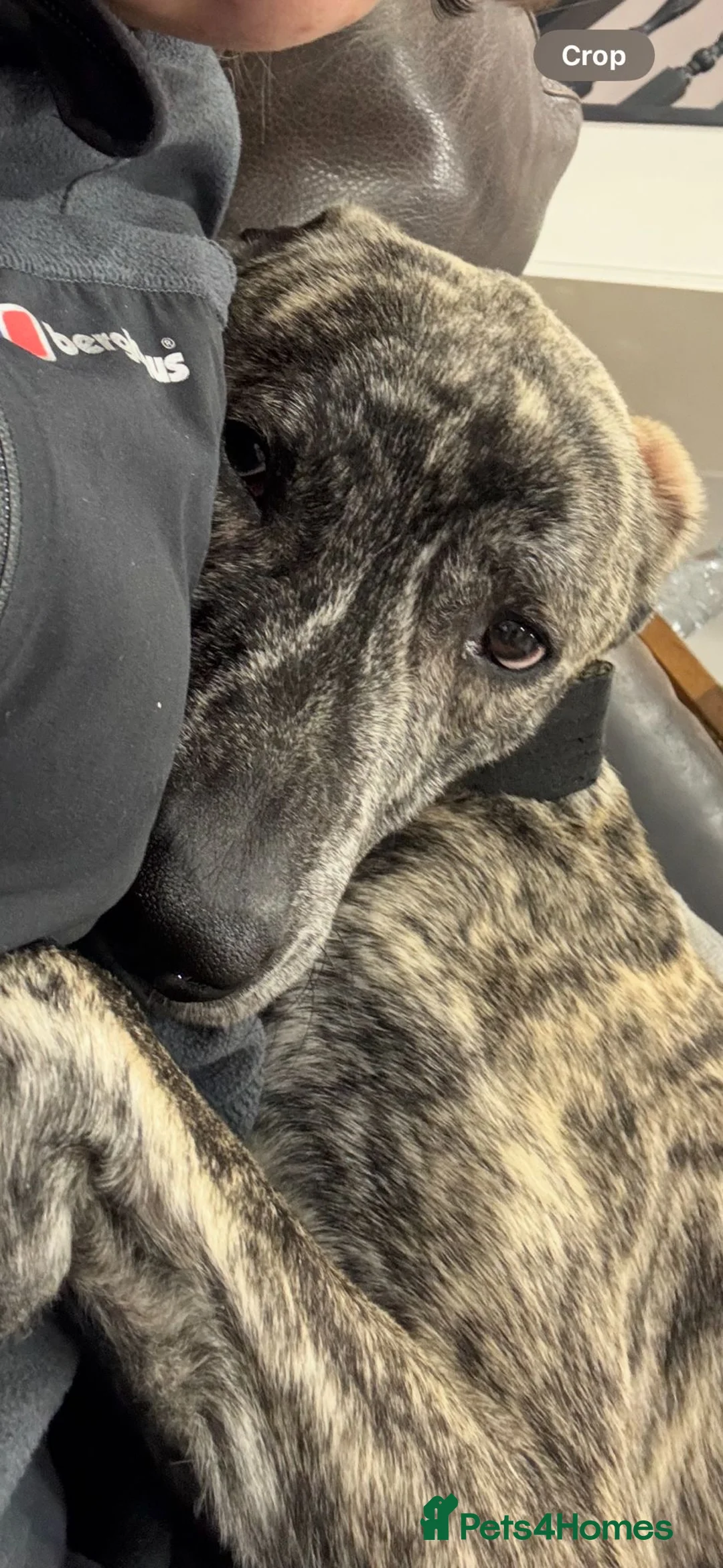 Lurcher dogs for sale: Ronnie and Winnie - lurcher and bull lurcher  - Advert 5