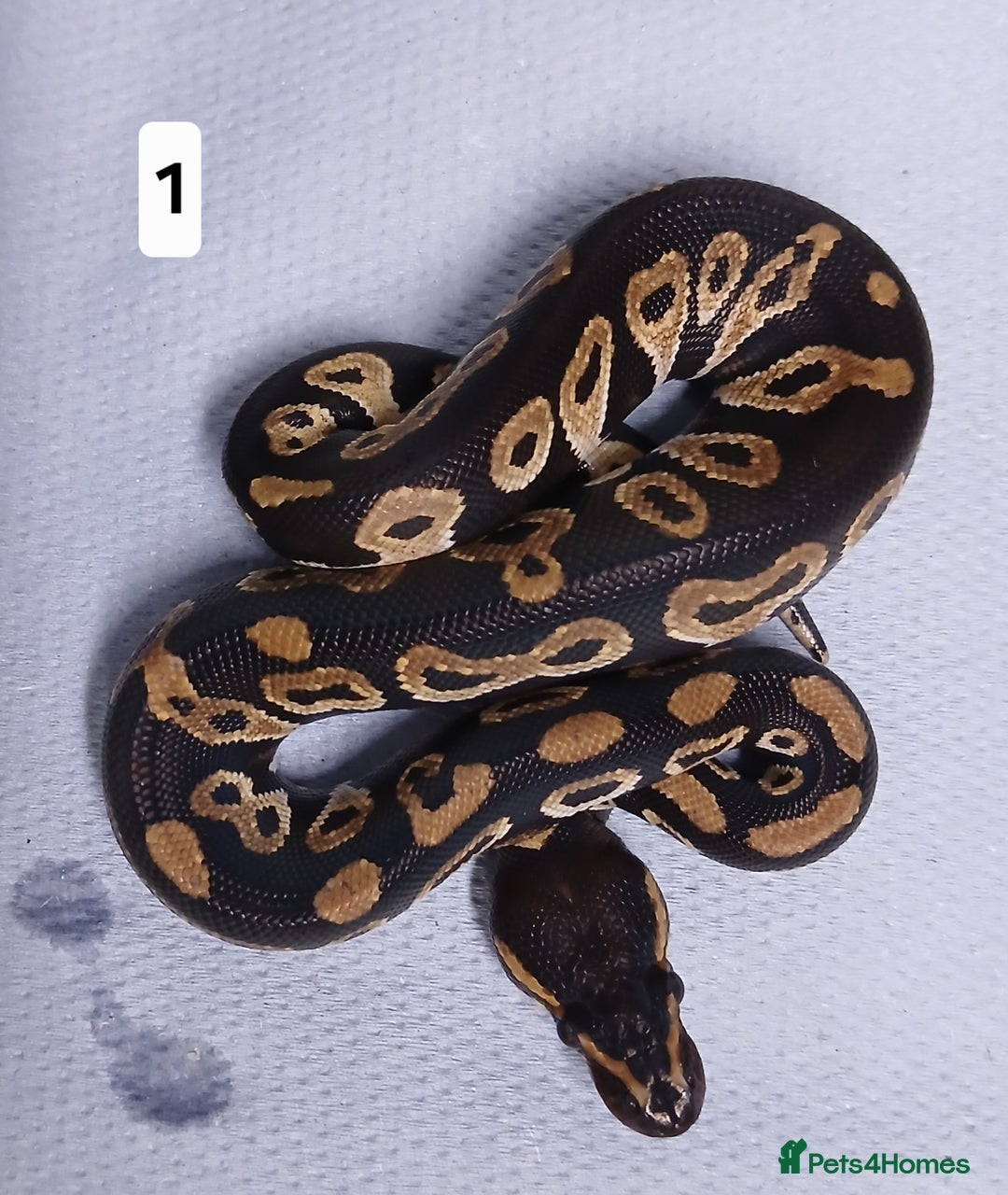 Python Snake reptiles for sale: Royal Python Morphs Males - Image 25