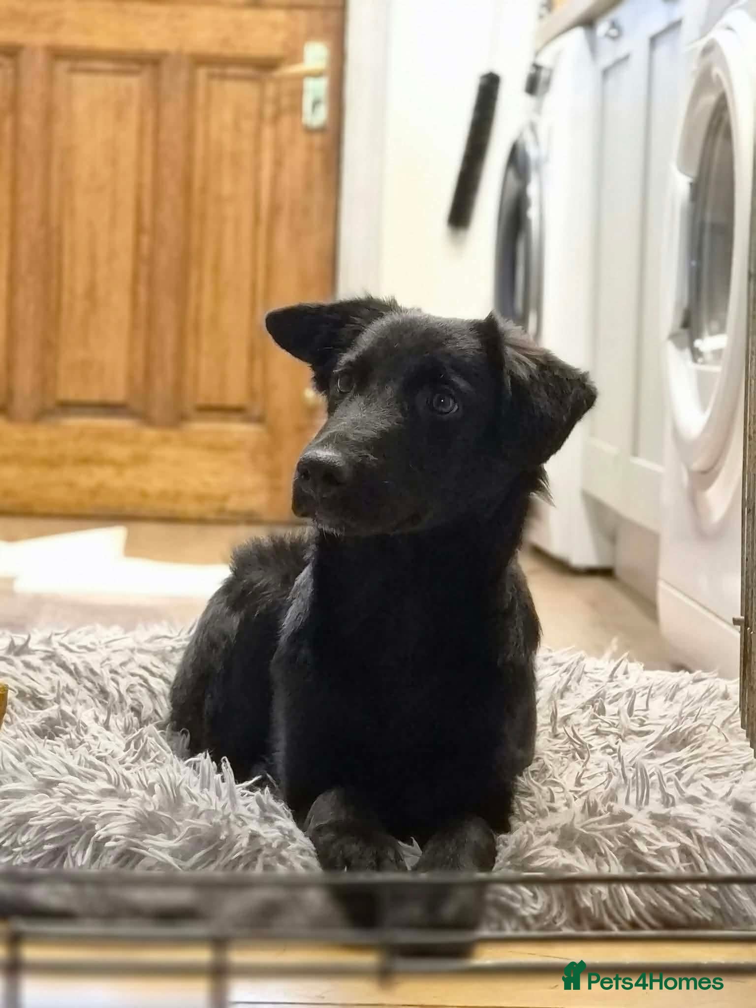 Mixed Breed dogs DOLLY - FOR ADOPTION  - Advert 2