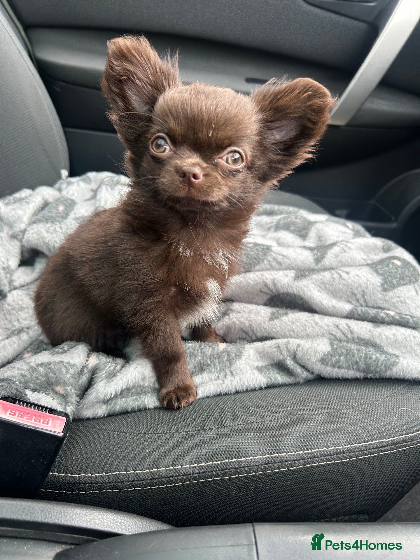 Chihuahua dogs READY NOW - Tiny long coat chihuahua puppy - Advert 1