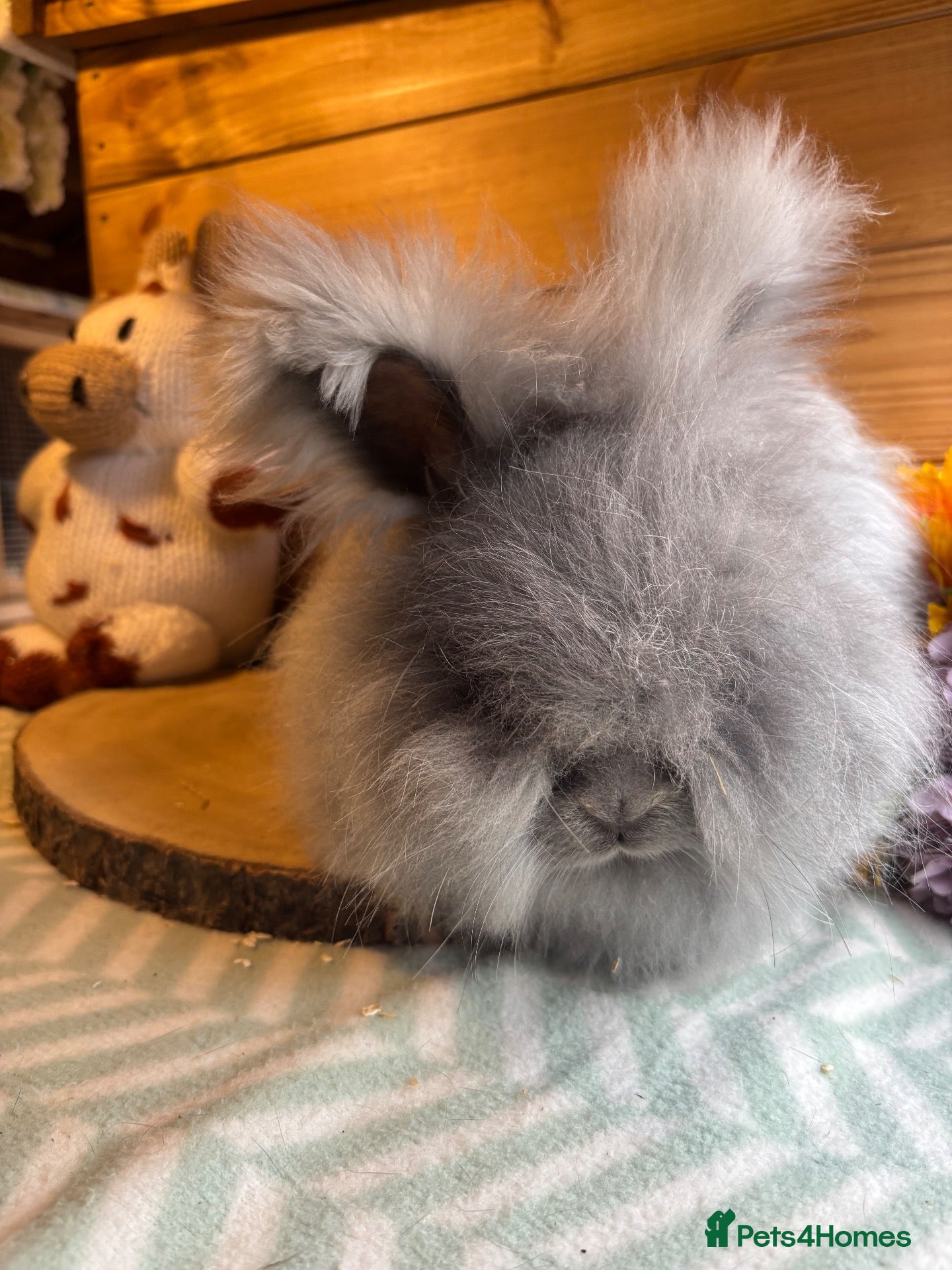 Angora rabbits ✨vaccinated✨ angora girl looking for 5⭐️🏡 - Advert 1